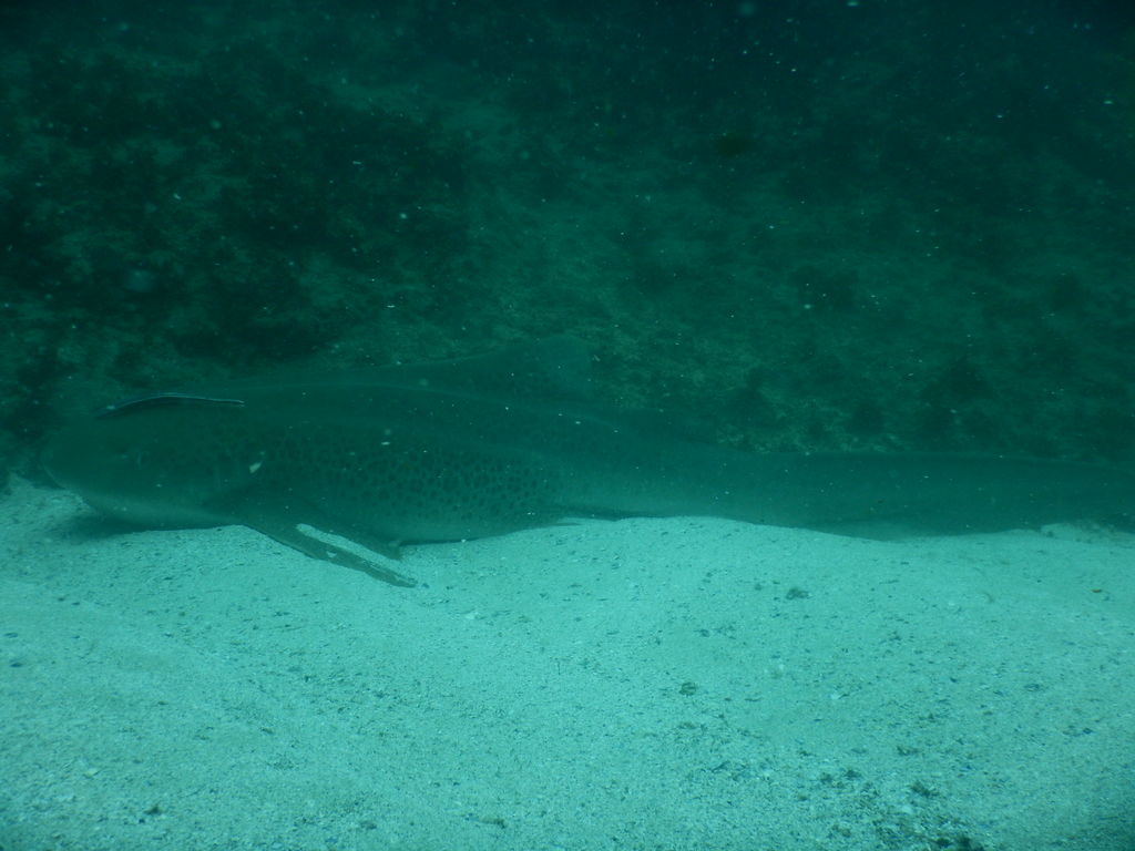 8b19ef28-54d4-495a-a96f-7a20df7d45f0