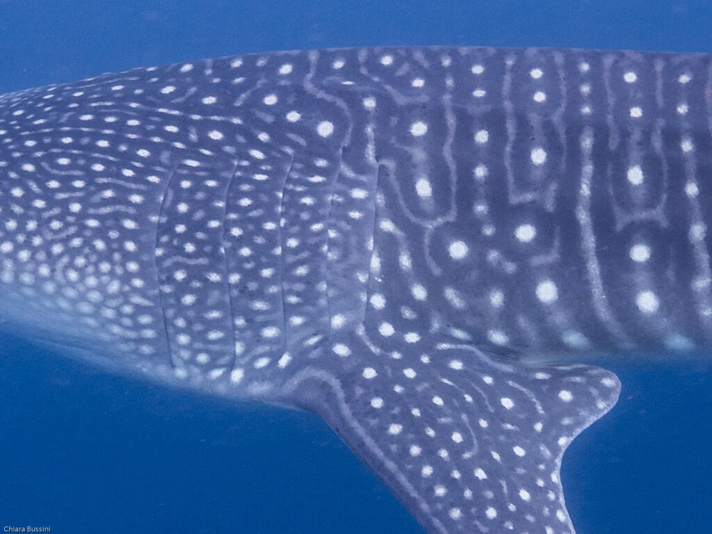 9a4361da-0cb1-42f6-82fc-2d53d8a02b83