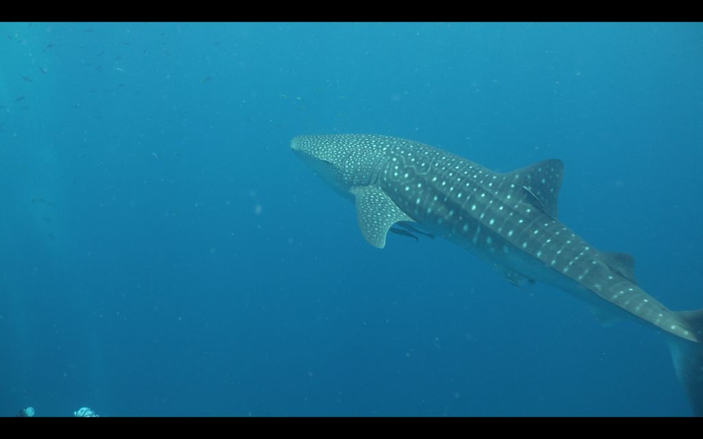 3769cdf6-aa78-4388-802a-29373a1307b8