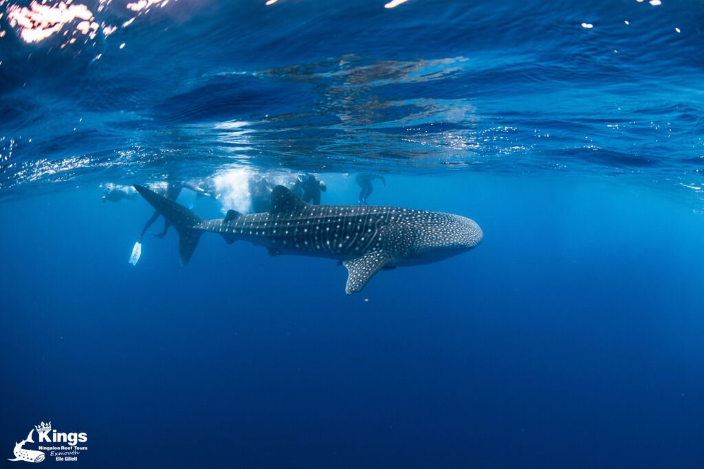 496e5fab-3a5c-4761-8f81-2eab4cfa22df