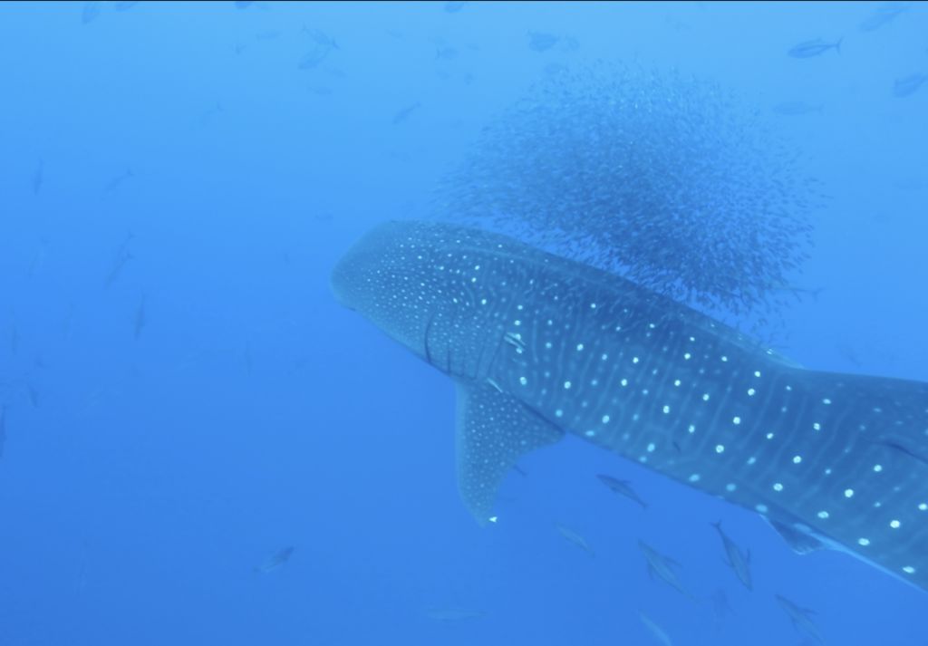 bf582b48-75d9-44cd-8efa-15b3a1f3e8e9