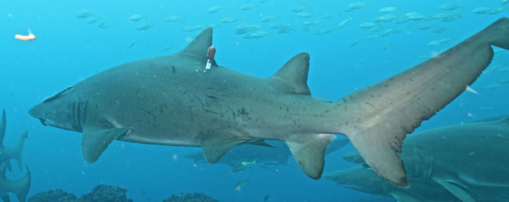 d519a79c-8bb7-4c87-96a7-e64641f62582