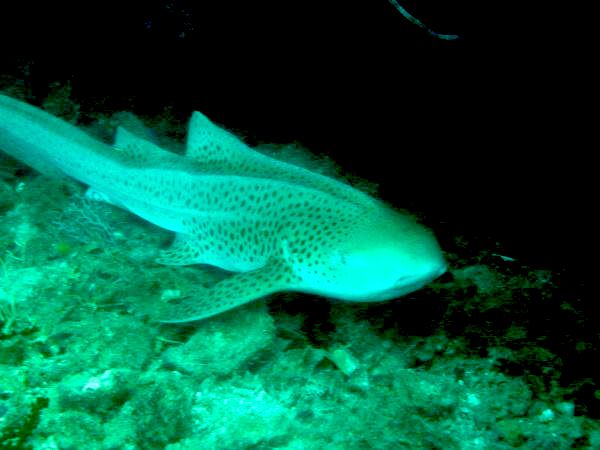 da44e834-b9f9-4b74-9fc7-4e34e12fed0c