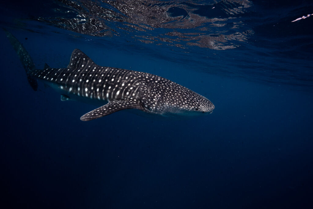 b1ae1066-ff99-425e-ab17-62e7b917c1b4