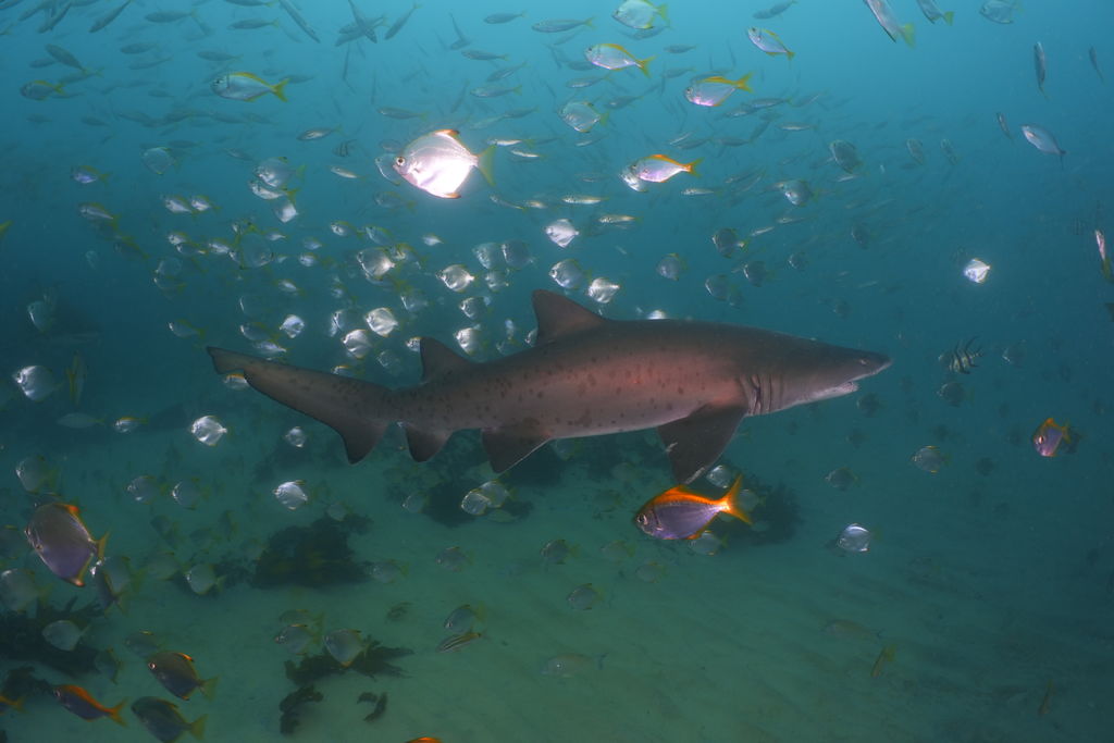 fda88a81-2f00-4a53-a5e1-08662867880a