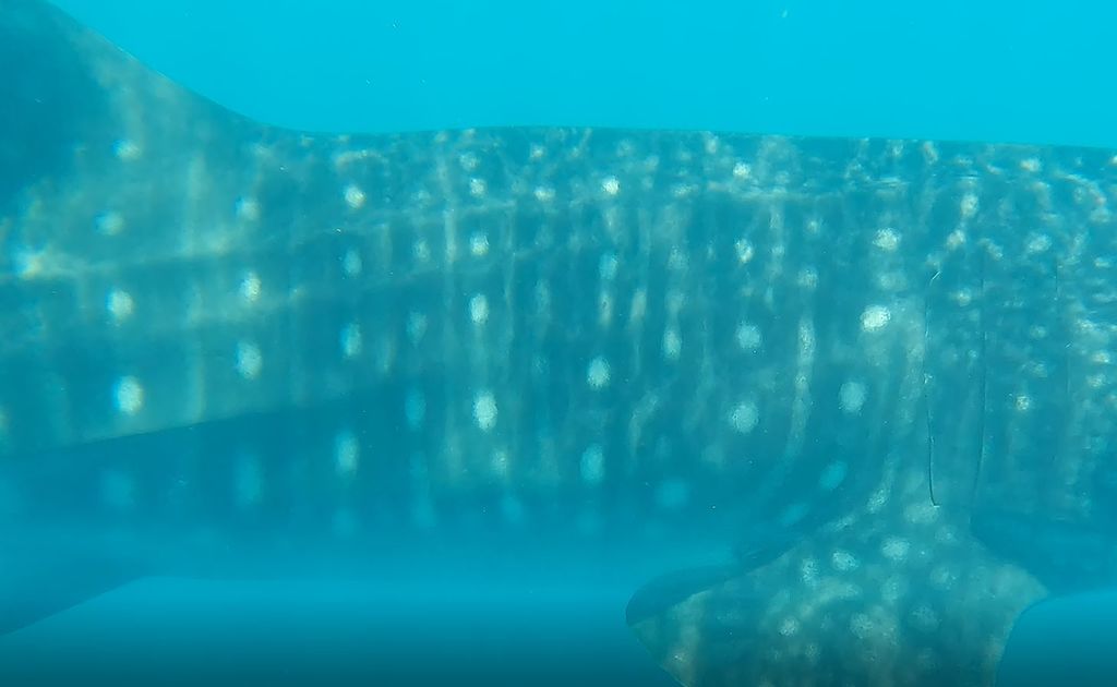 3217982d-c99c-4b0b-a0f7-0c2a11a7bddd