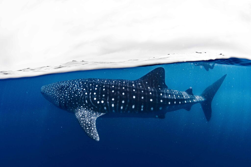 02de919c-73b8-4cbe-bf0a-7292a1e4cff1