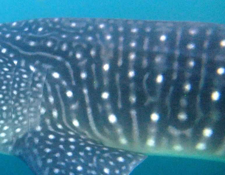 835fa521-d0b1-4c3a-9b52-03b61736b542