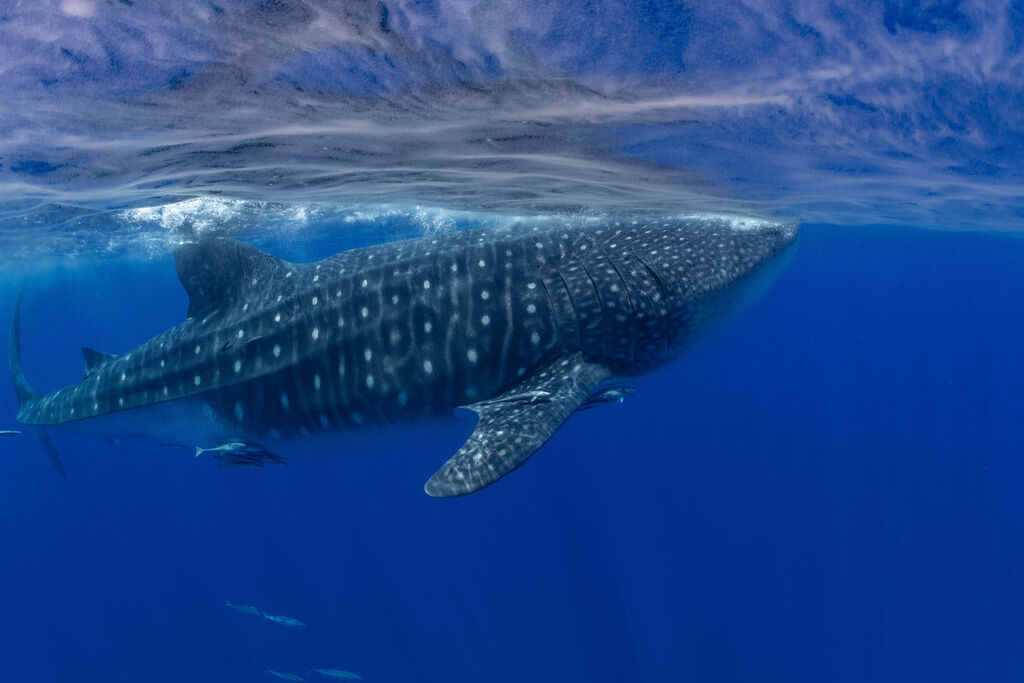 19466970-6501-4214-8819-1a2af2b4bfa2