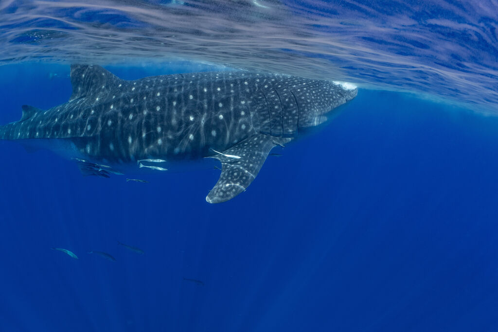 19466970-6501-4214-8819-1a2af2b4bfa2