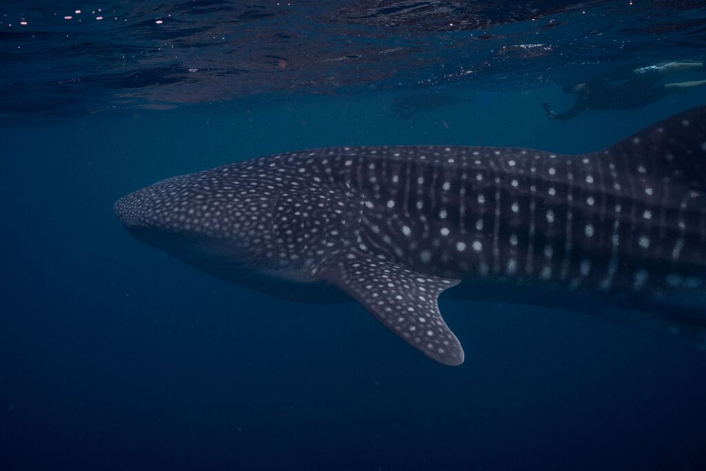 c12a68ae-8a6d-45ae-ba92-7837baefcbc6