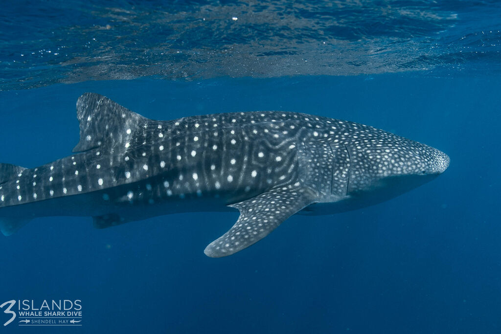 486ae258-b938-4683-ac63-dc7ad34fbf81