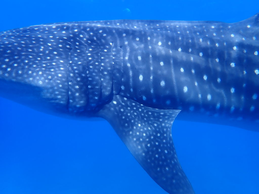 208cac94-5cc5-4167-aeec-0a90a1efa116