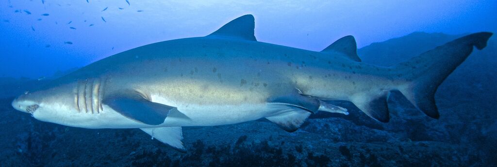 90e81e18-97c9-4f14-a13a-de04bf0592e6