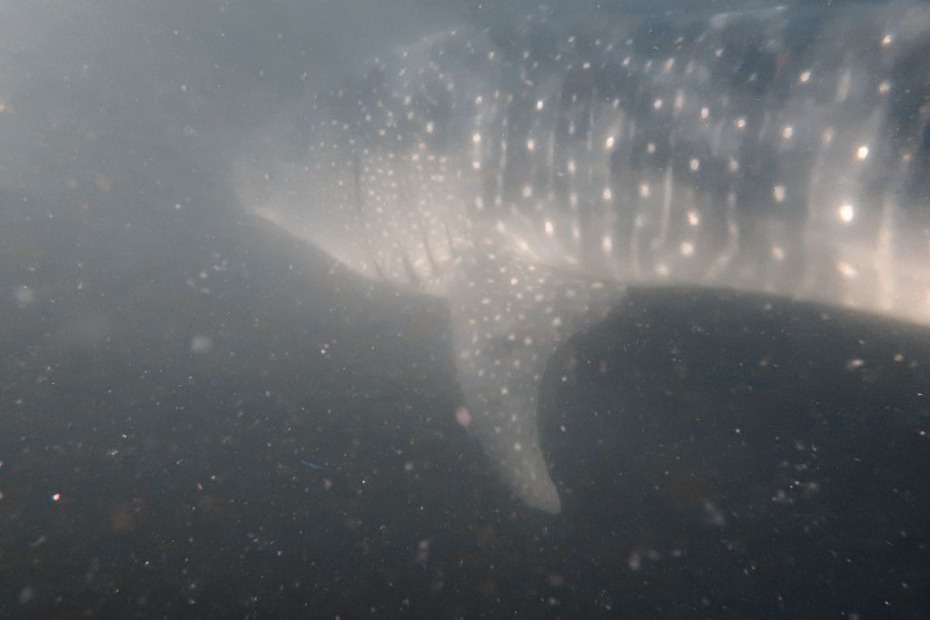 69901a69-8e8e-4a18-ad6b-c6b6b844b901