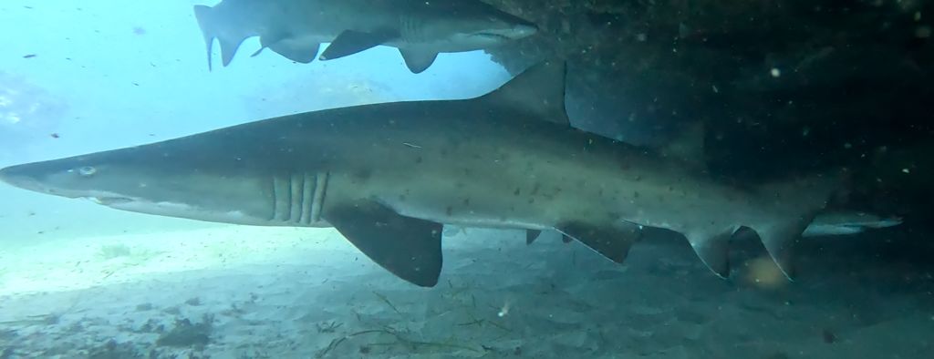 f9a132f2-6800-451c-9700-d692ad72811e