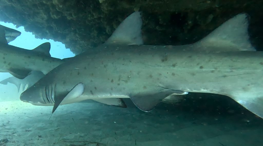 f9a132f2-6800-451c-9700-d692ad72811e