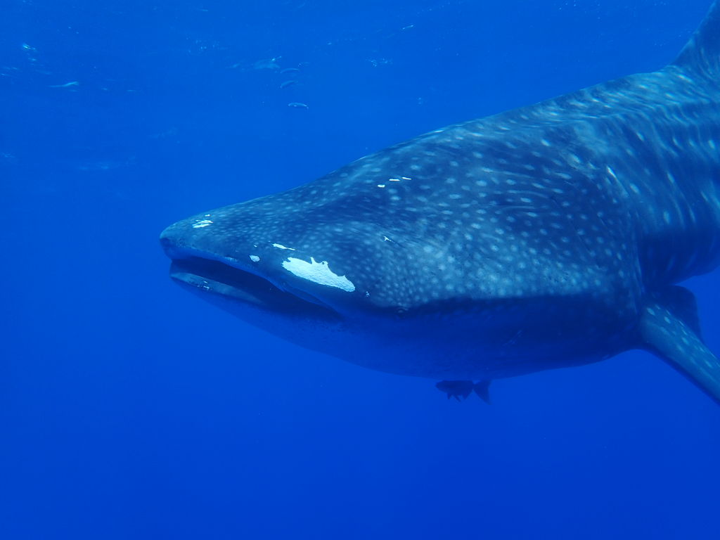 a09c6e56-38b2-4778-8281-eb2ed73b568c