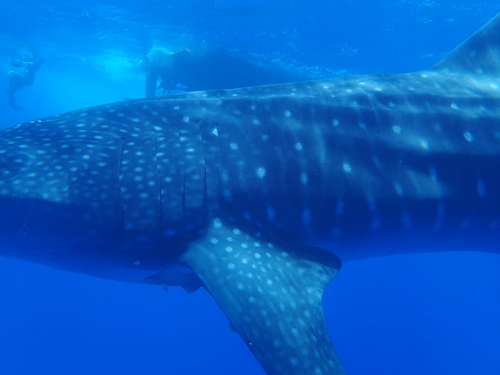 a09c6e56-38b2-4778-8281-eb2ed73b568c