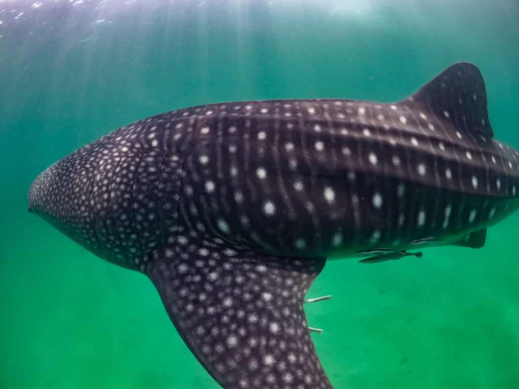 76615c59-3f7e-4f9e-b851-a414ff3e3f74