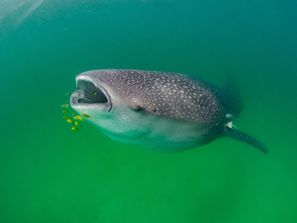 76615c59-3f7e-4f9e-b851-a414ff3e3f74