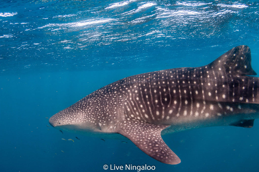 5391dd8c-0d78-4dff-807f-ecfeb829fd53