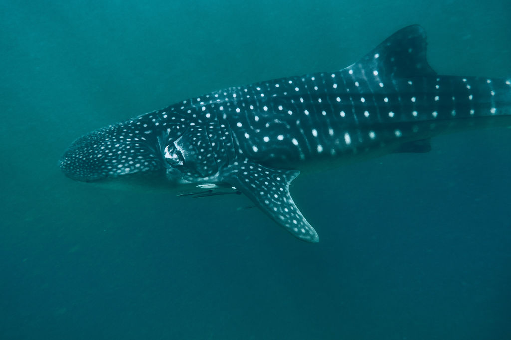 f5db753f-8f45-42fe-b963-2621c3f1db38