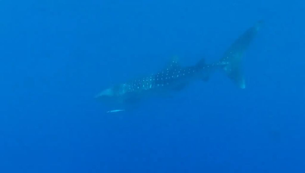 a9ac4f21-968c-419d-a11d-75bca15db2e5