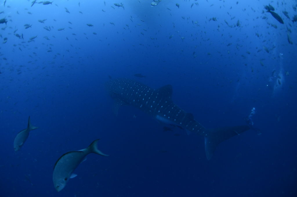 2d78c22e-b558-46ce-a85a-f444c26497db