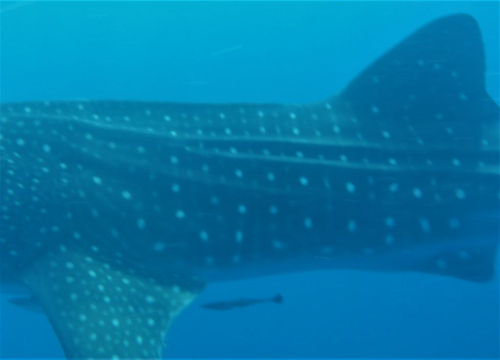 47218482-c1dc-4d3c-8193-1b84fb429a33