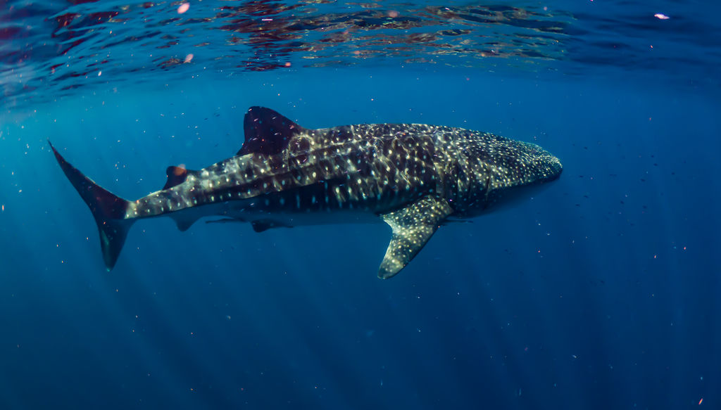 86795092-ad4c-4a64-9d92-f3ad3e3ce8a1