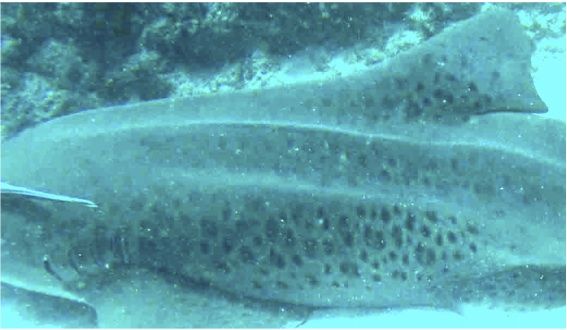 87e0145b-6655-4974-b286-52bb811c6610