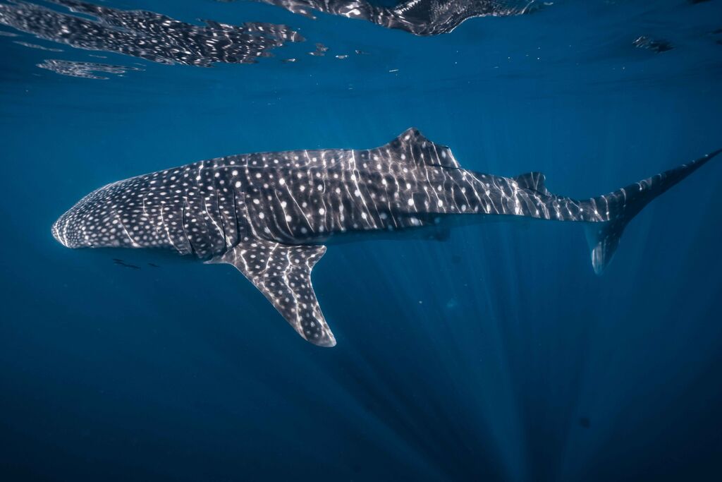 3ebf3c4c-a050-4ab1-a56d-72ff6779fa66