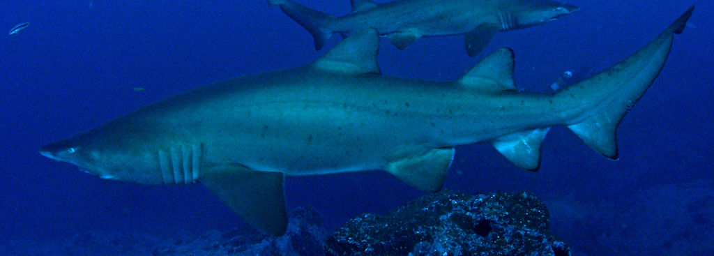 64f800a6-d07f-41b9-9bcc-b302218dc29e