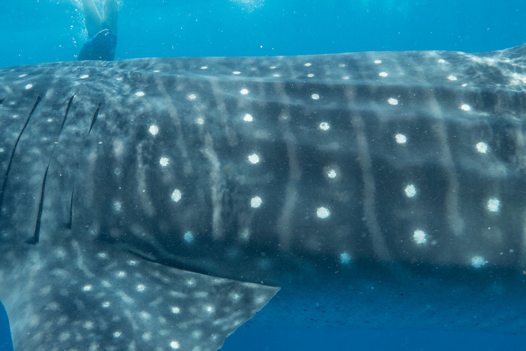 0c9bffed-dd23-4189-8ba2-efc5dde31112