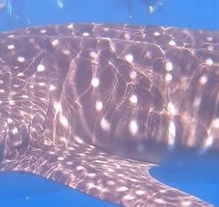 155b312d-0c8e-41c8-951d-6af5794caf11