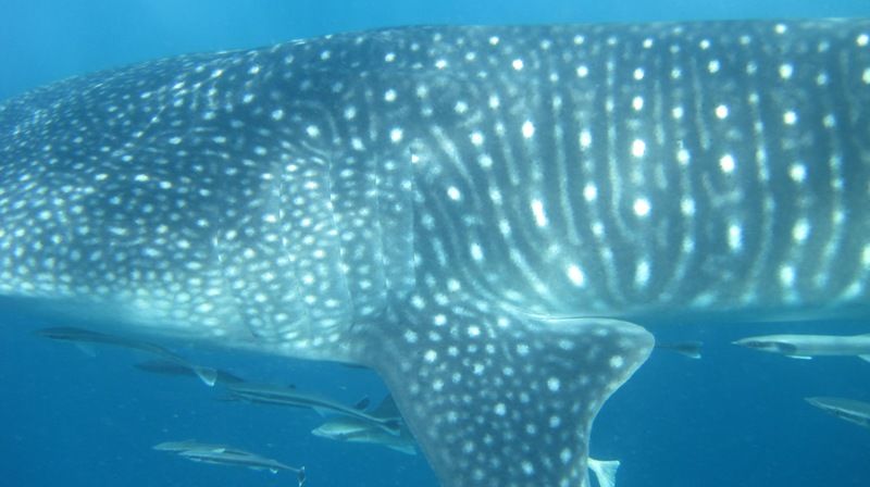 10ebb545-adf4-4655-9c57-5effe5a994f0