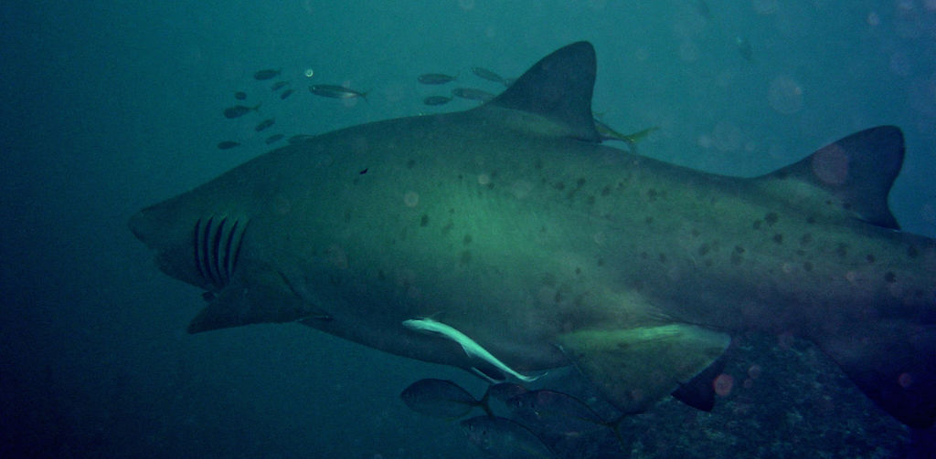 9afdf087-5c58-4724-99f8-4ca225de8477