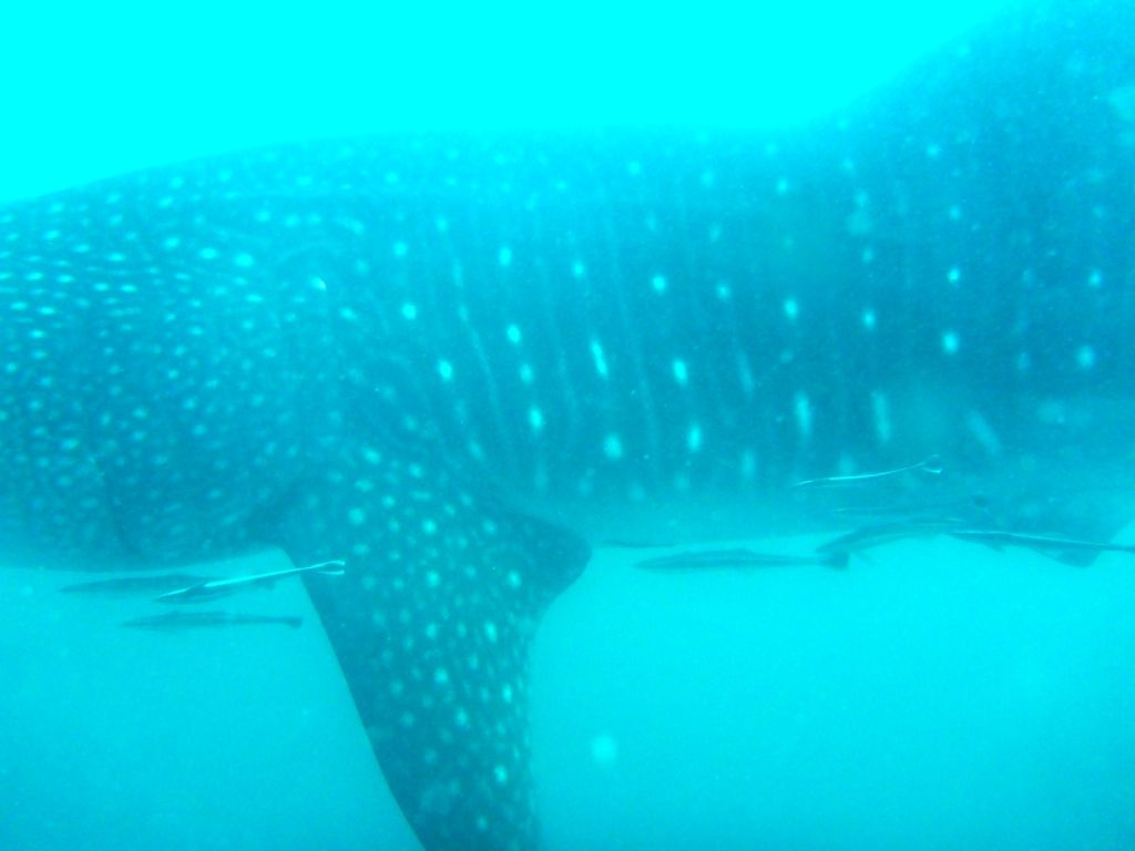 8131159e-9df1-446b-80de-1f876a9fe51a