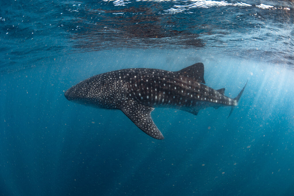 0225ad08-4d2b-4906-9e17-41c23a61e5ab