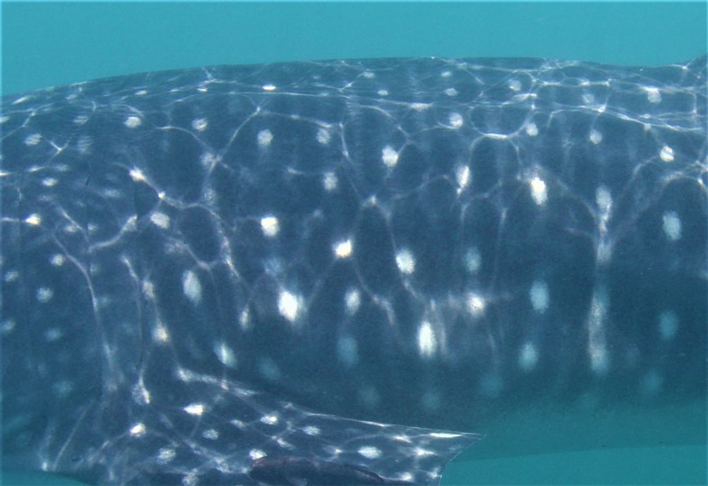 3746171d-01a0-4fa4-a8ba-346cab6d37a0