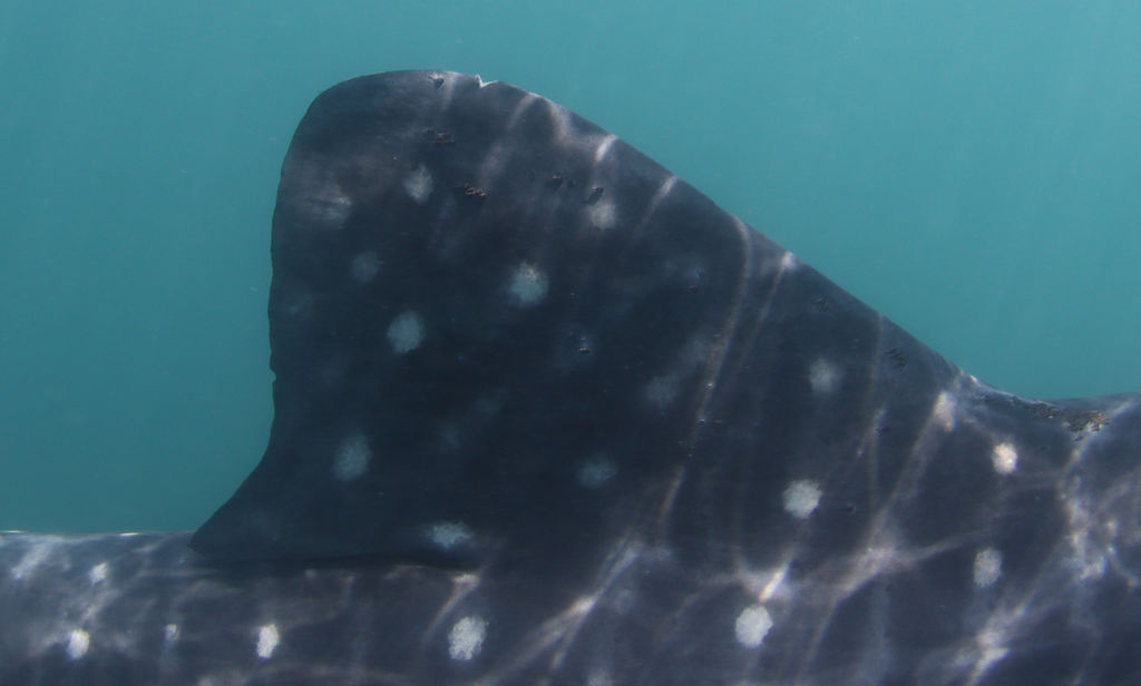 3746171d-01a0-4fa4-a8ba-346cab6d37a0