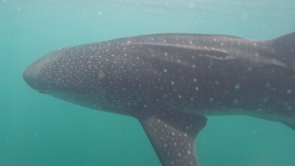 e558e509-73b1-4146-b5a0-aa47af893f94