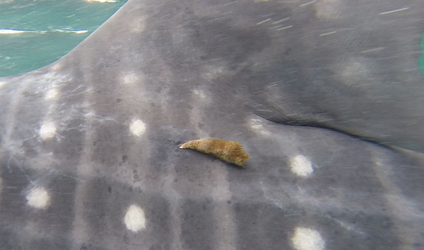 0eea8c61-7dd5-460b-9131-6e1e9974473c