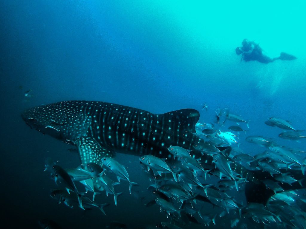 e9caae4c-70f8-40b2-9a4d-b059dc5fa582