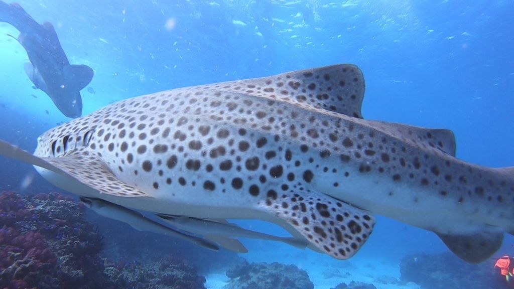 4a662c3e-2e9a-4ea6-bf25-9f0c054f7bfb