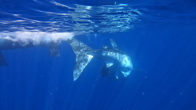 9f50db44-edee-46c1-9536-2690bc9b4216