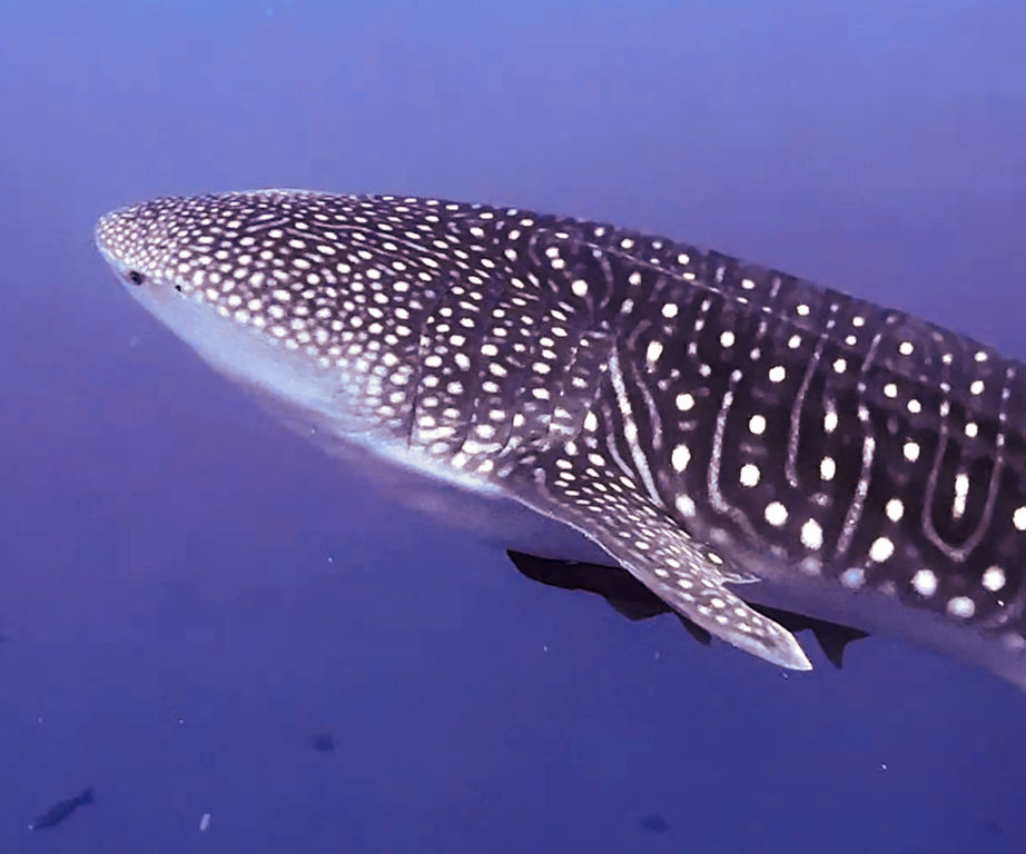 d23088f1-4493-4a6f-8879-a524f42a8bd9