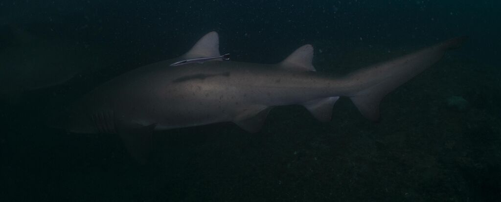 71cfd099-cff4-47aa-81d2-41b2d0d18646