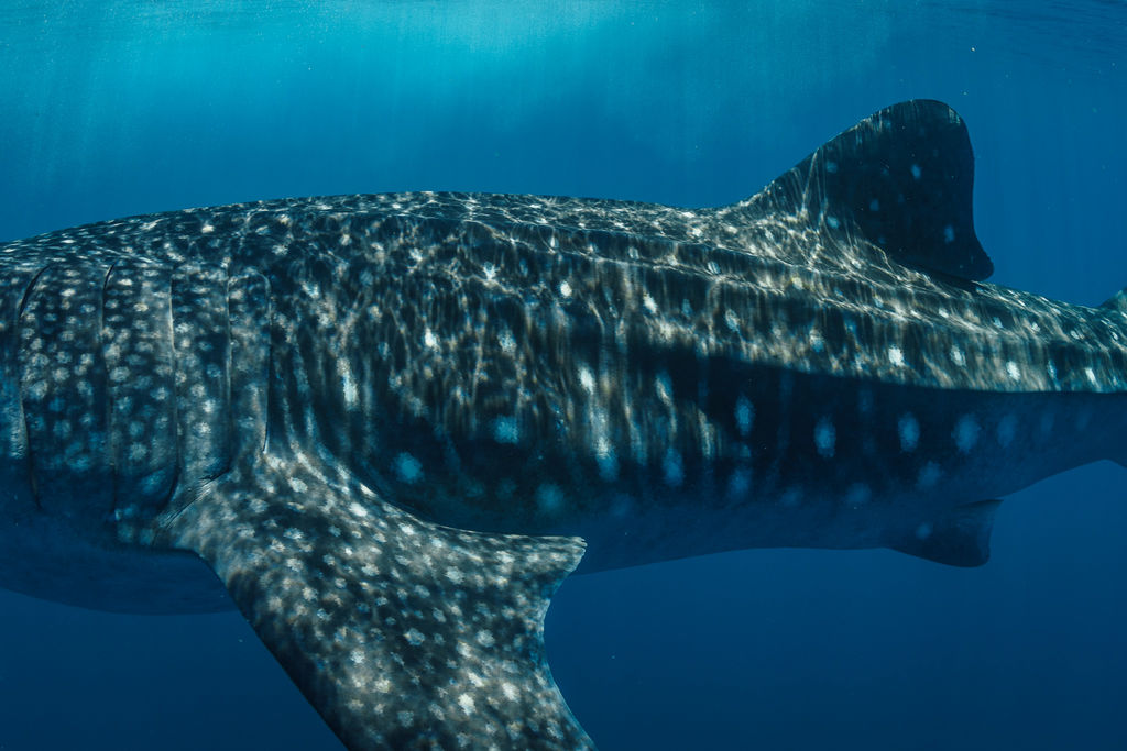 5f8163d0-1f69-4298-9bd3-a6d5a244fbe0